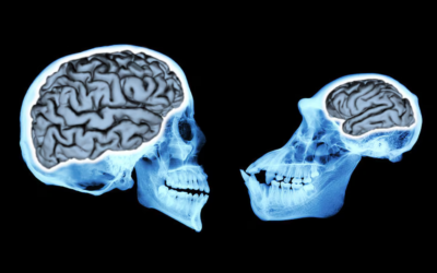 Cerebro Triuno o Triúnico